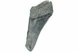 Partial Megalodon Tooth - South Carolina #226549-1